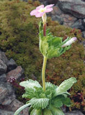 Dionysia involucrata